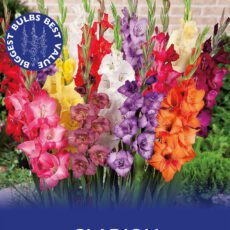 8718641970478 1 Gladiolus Parrot Mixed.jpg